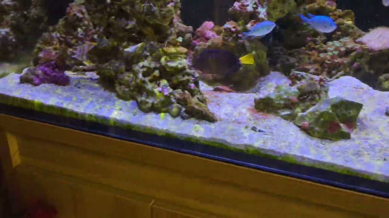 DD reef pro 1500 quirks (first video on new pixel 7a with filter)