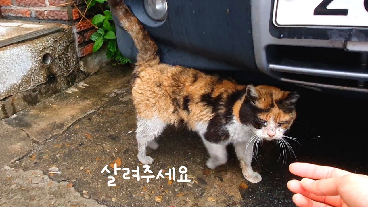 고양이도 자기를 살릴 사람을 알고 찾아온다#2
