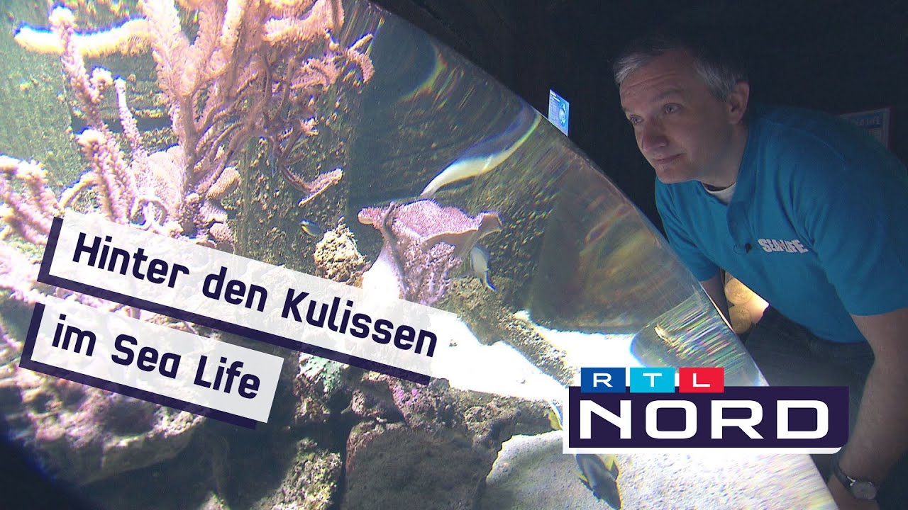 Sea Life Hannover - Regionalreporter Stephan schaut für Euch hinter die Kulissen