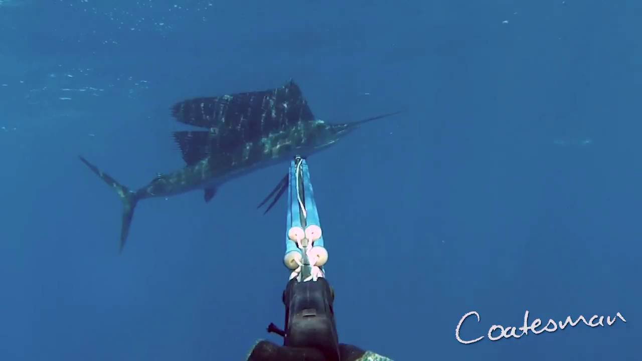 Spearfishing Sailfish Castor Banks Madagascar