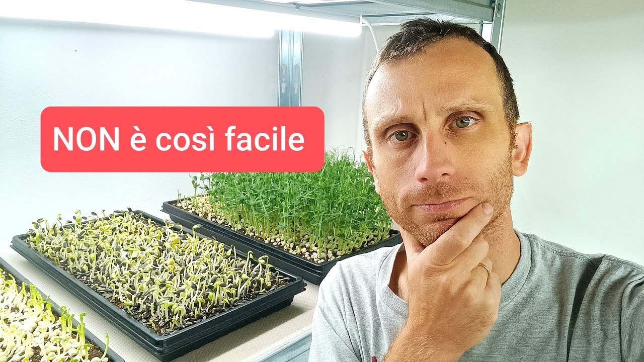 Vendere Microgreens in Italia: tutta la verità