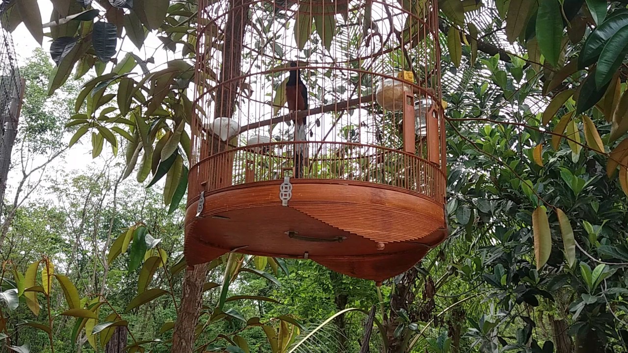 White-rumped shama | Copsychus malabaricus | Bird Singing Very Good