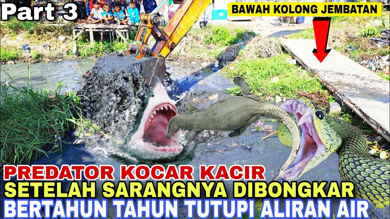 Part 3!Predator Kocar Kacir  Setelah Sarangnya Dibongkar Jembatan Penghalang Aliran Air Dan Sampah