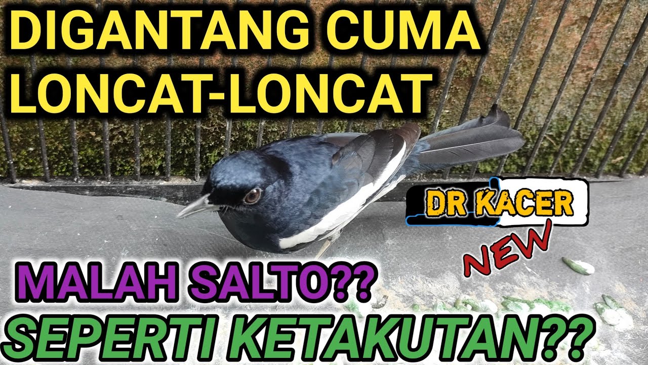 KOK BISA???KACER HILANG MENTAL BERAKHIR SALTO KETEMU BURUNG KACER LAIN