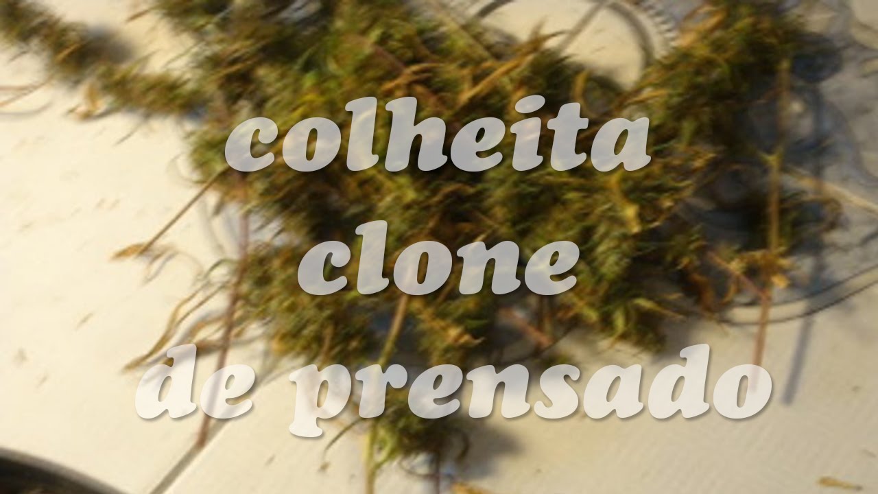 cultivo de cannabis medicinal(colheita clone prensado #liberdadethcproce )
