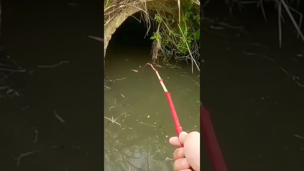 mancing ikan papuyu di parit kecil#fishing #shorts