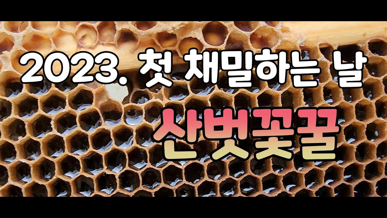 23. 첫 채밀. #산벗꽃꿀.  맛과 향이 독특하고 귀한 꿀 #첫채밀#벗꽃꿀