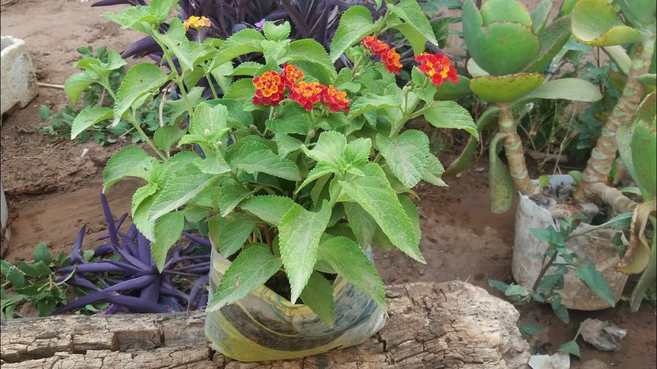 عملي اليوم تقليم نبتة ام كلثوم والاكثار منها taille plante lantana