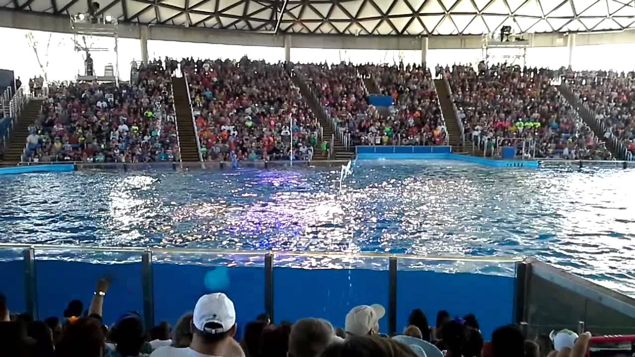 Shamu Show at Sea World San Antonio Tx