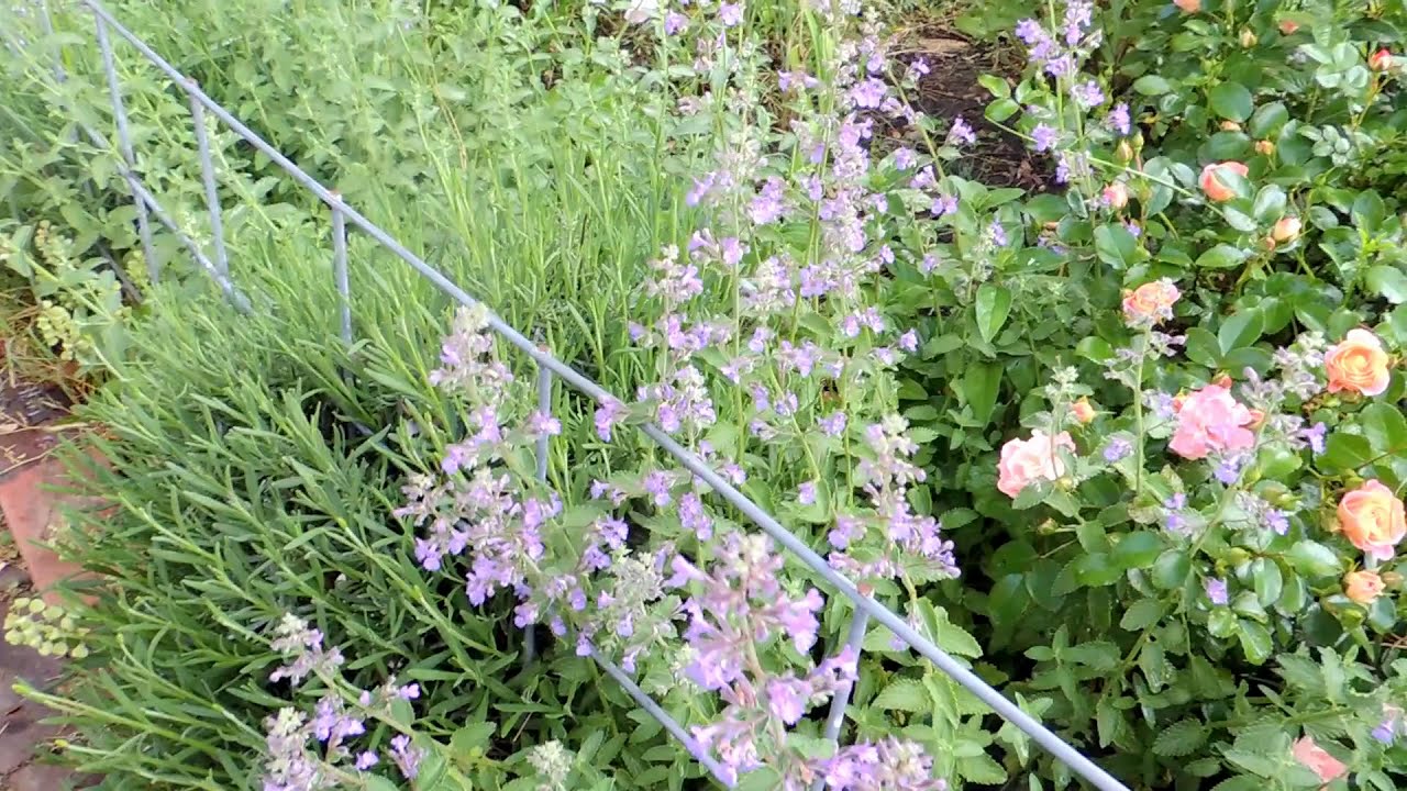 Revisit our  Higglety Pigglety Frontyard Country Garden...
