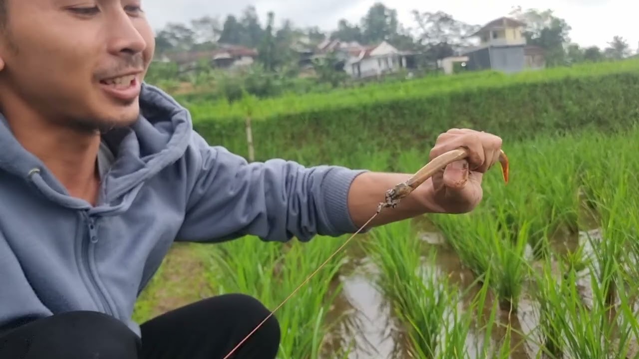 KIta Ngurek lagi di sawah