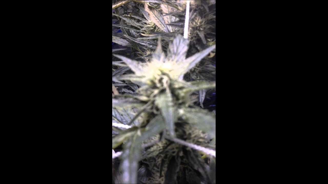 2015 Indoor Marijuana Mango Kush 400W 3x3 Grow