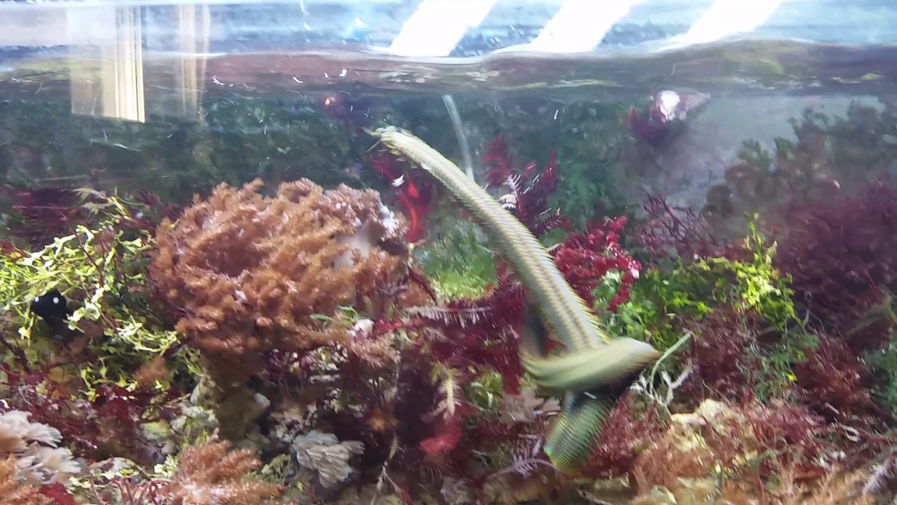 My new bobbit worm enters his home