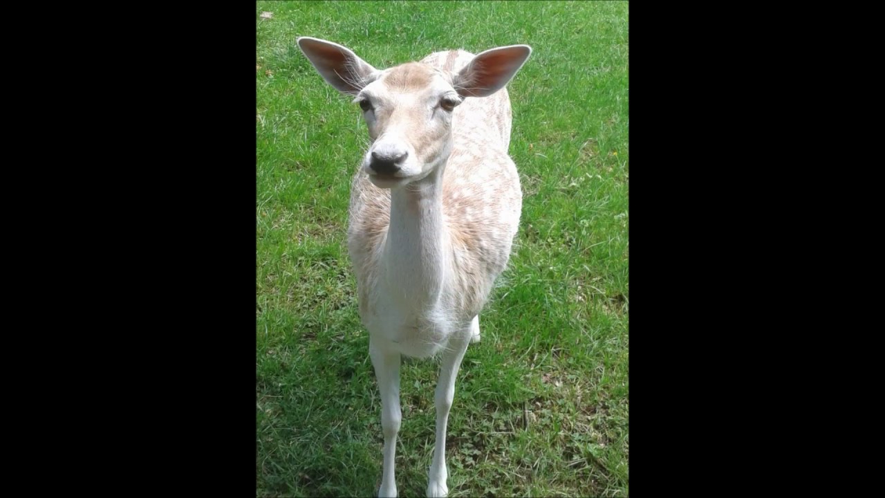Wildpark Schloss Tambach