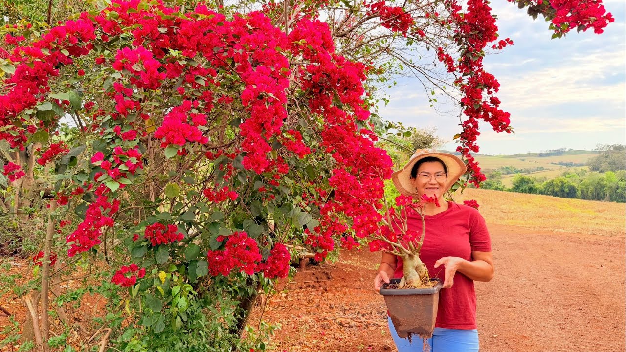 Troquei o substrato e olha no que deu na floração da rosa do deserto!