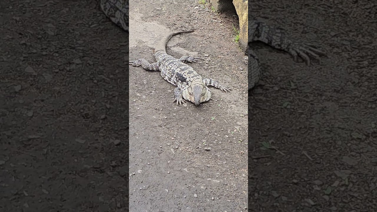 Giant Brazilian lizard enjoying the sun #short #giantlizard #brazilianlizard
