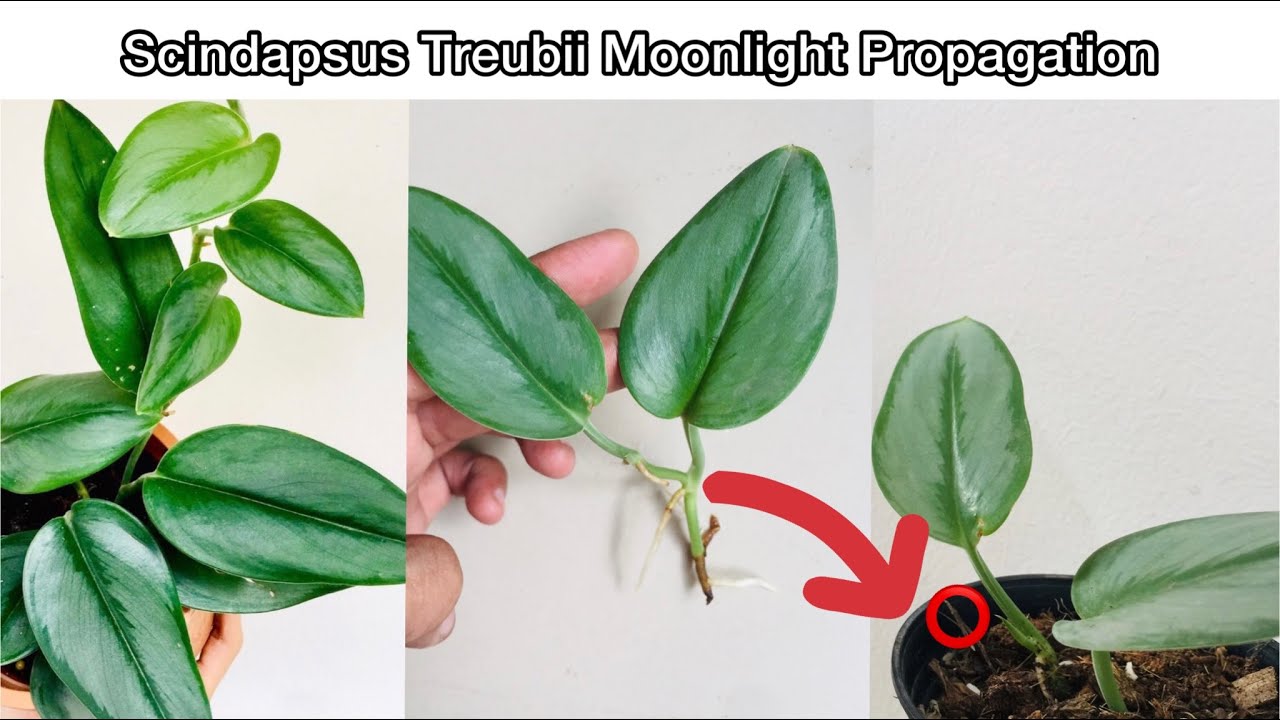 How to Propagate Scindapsus Treubii Moonlight Easily [2022]