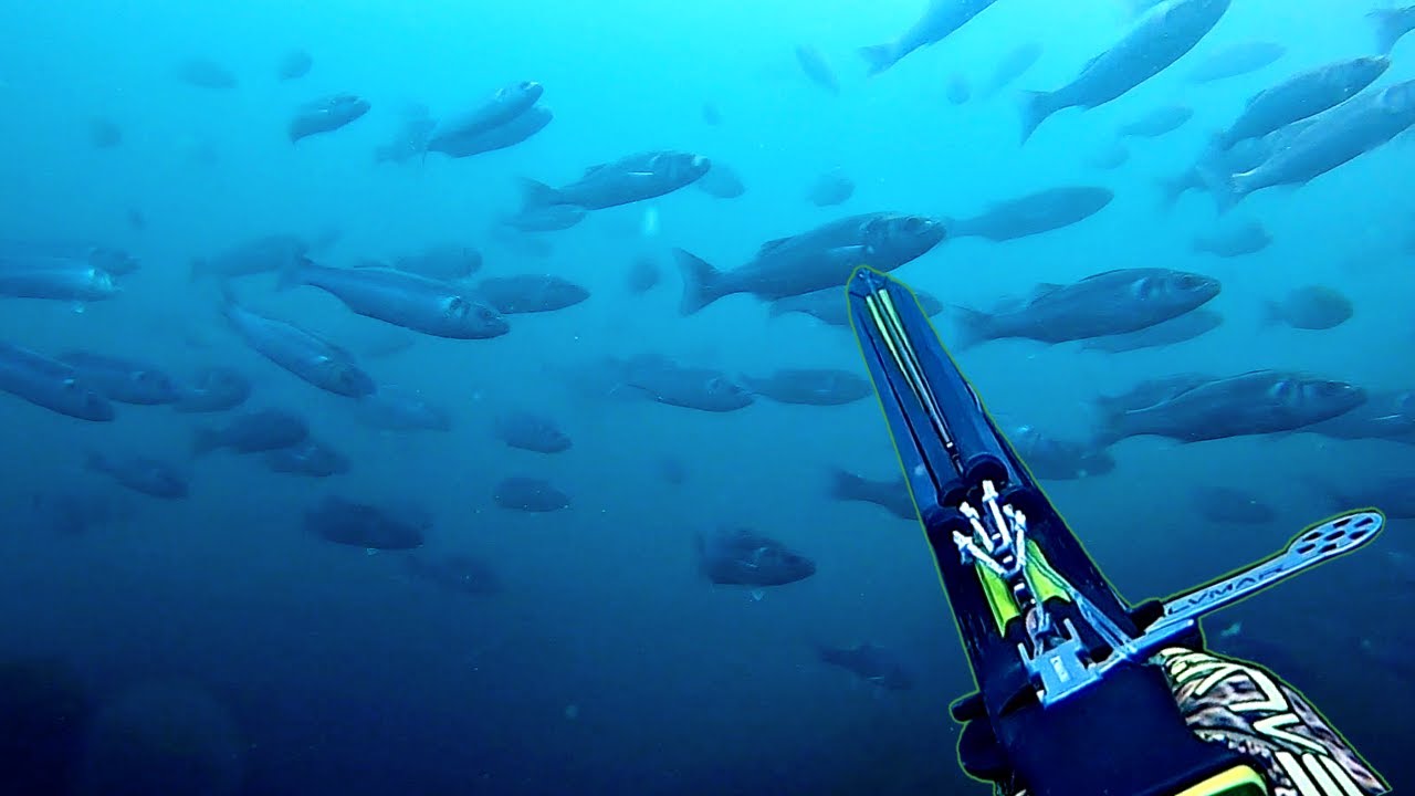 Spearfishing in HUGE SHOAL OF BASS - Crispy Skin Fish (Full Recipe)