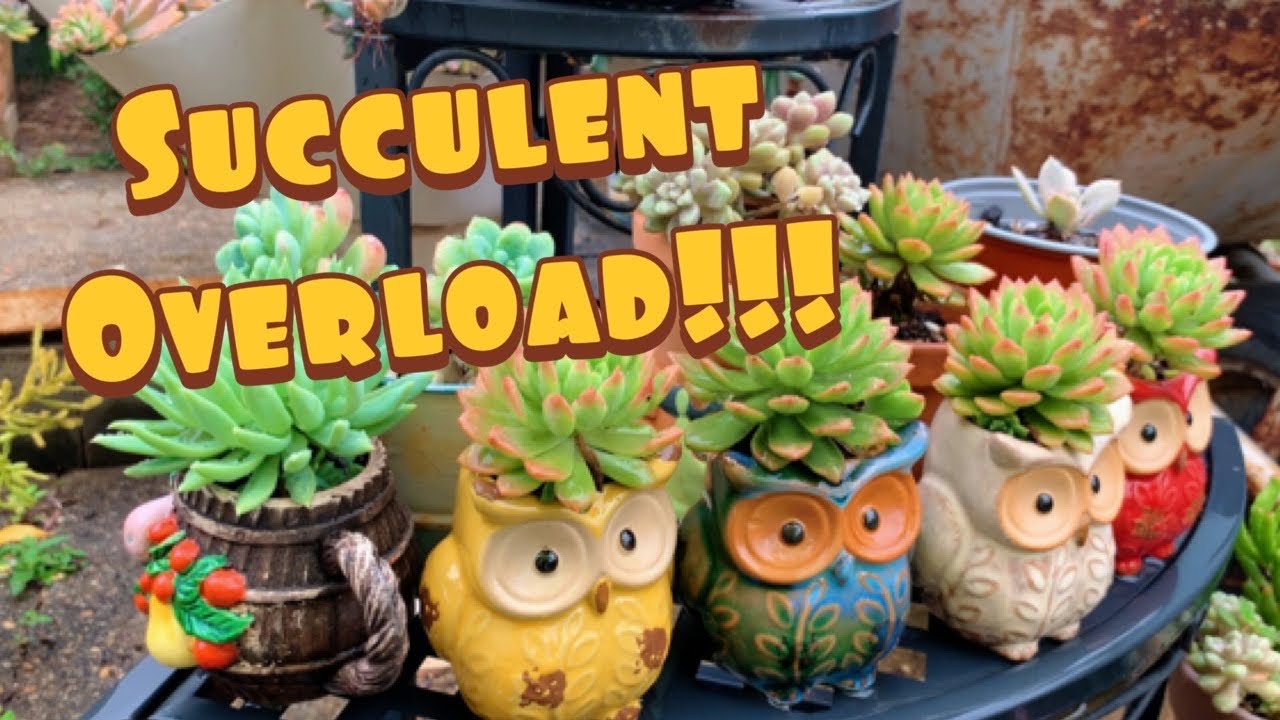 Succulent Garden ni Momshie Ana 💚