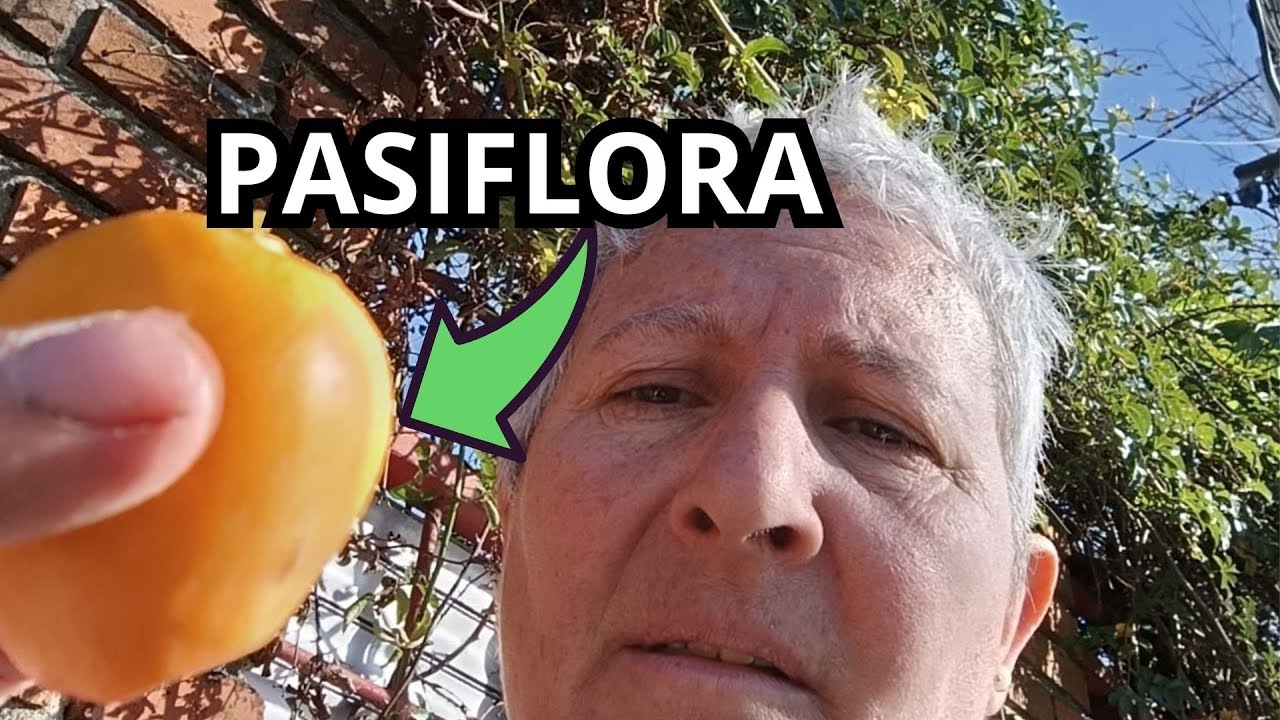 🌿Burucuyá o Pasiflora: la planta que calma, relaja y te ayuda a dormir