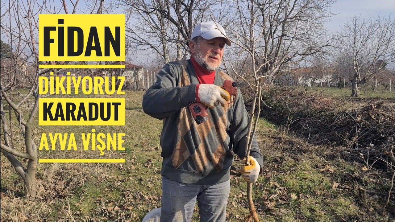 FİDAN DİKİYORUZ! KARADUT AYVA VİŞNE! TOKAT ÜZÜMÜ BUDAMASI  