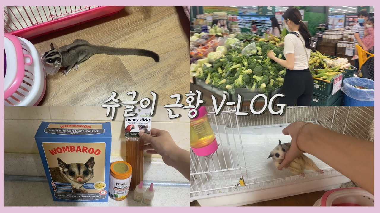슈글이들 근황V-LOG(슈가글라이더 중성화 수술,리드비터 만들기,슈가글라이더 전용 간식 시식기,슈가글라이더 집에서 놀아주기)