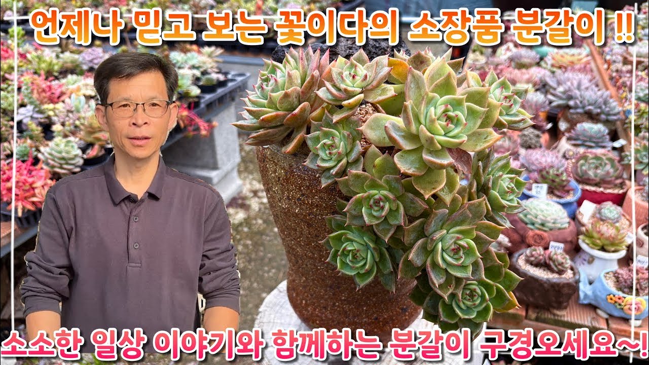 언제나 믿고보는 꽃이다의 소장품 분갈이 !! 소소한 이야기와 함께하는 분갈이 구경오세요 ~!!