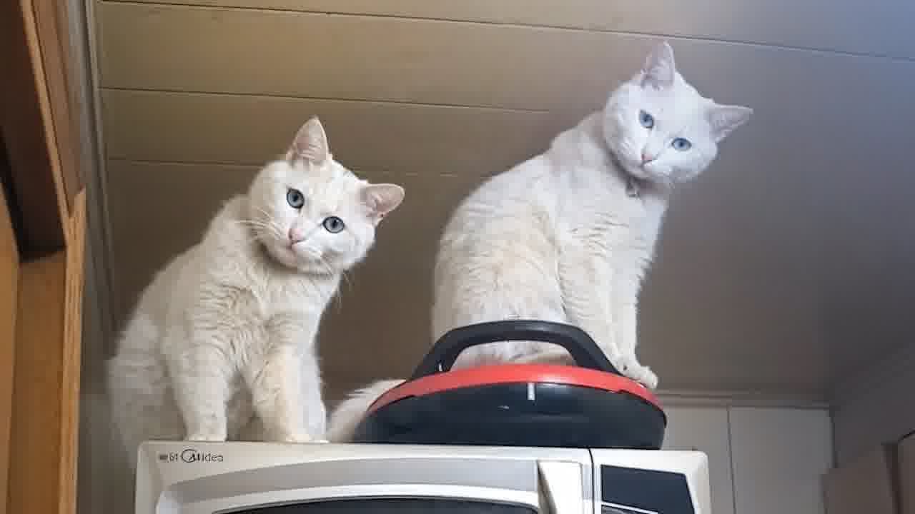 CAT: What’s that?