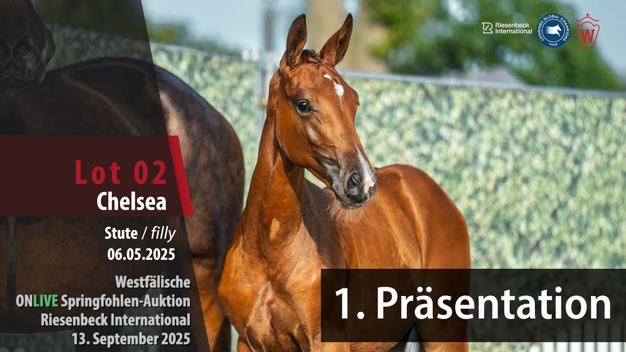 ONLIVE Auktion LGCT Riesenbeck Präsentation Lot 2 Chelsea v. Comme il faut NRW - Dominator Z