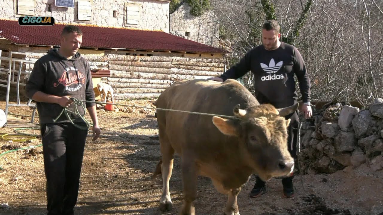 - BIKOVI I PODMLADAK  IVANA MADUNICA CISTA PROVO DALMACIJA KORIDE 2022