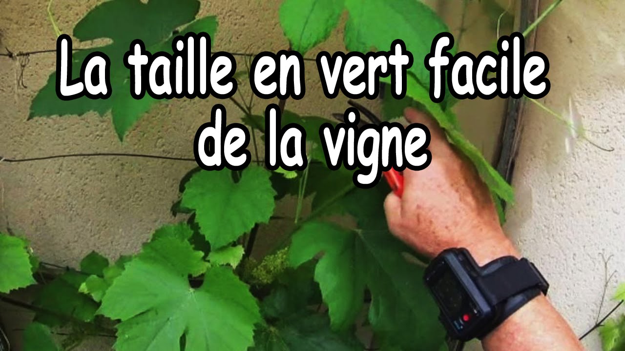Comment tailler en vert une jeune vigne ?