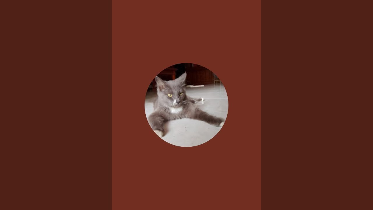 Kucing anggora vs kucing British #cat #cats #kucing #kucinganggoralucudanimut 