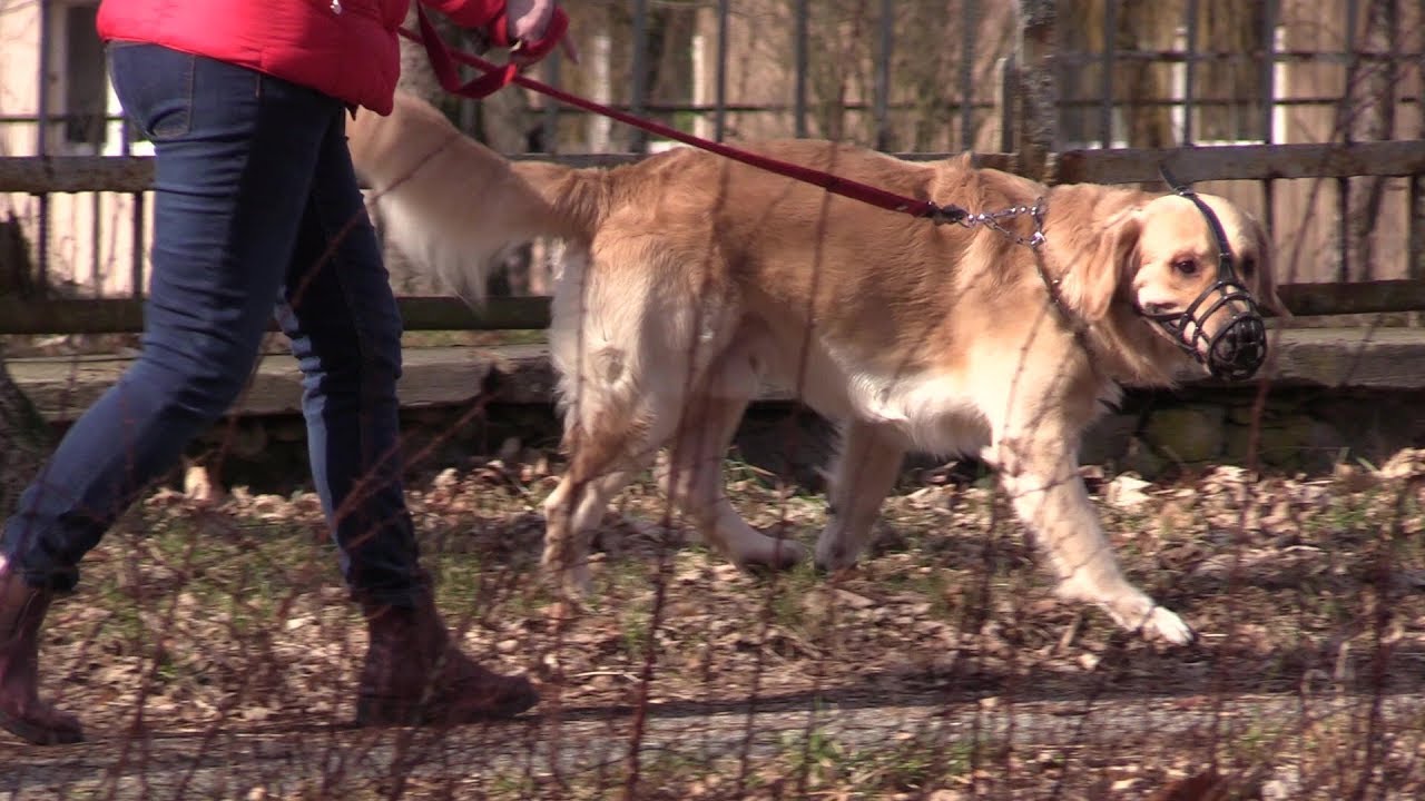Ktoś truje zwierzęta w Jaworznie 06.03.2019