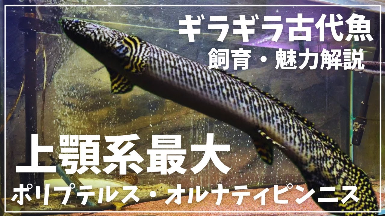 上顎系オルナティピンニスって知ってますか？＃古代魚　＃中型魚