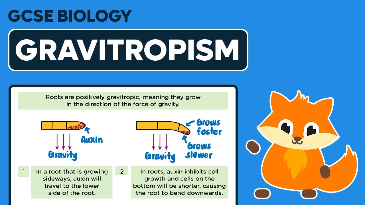 Gravitropism - GCSE Biology