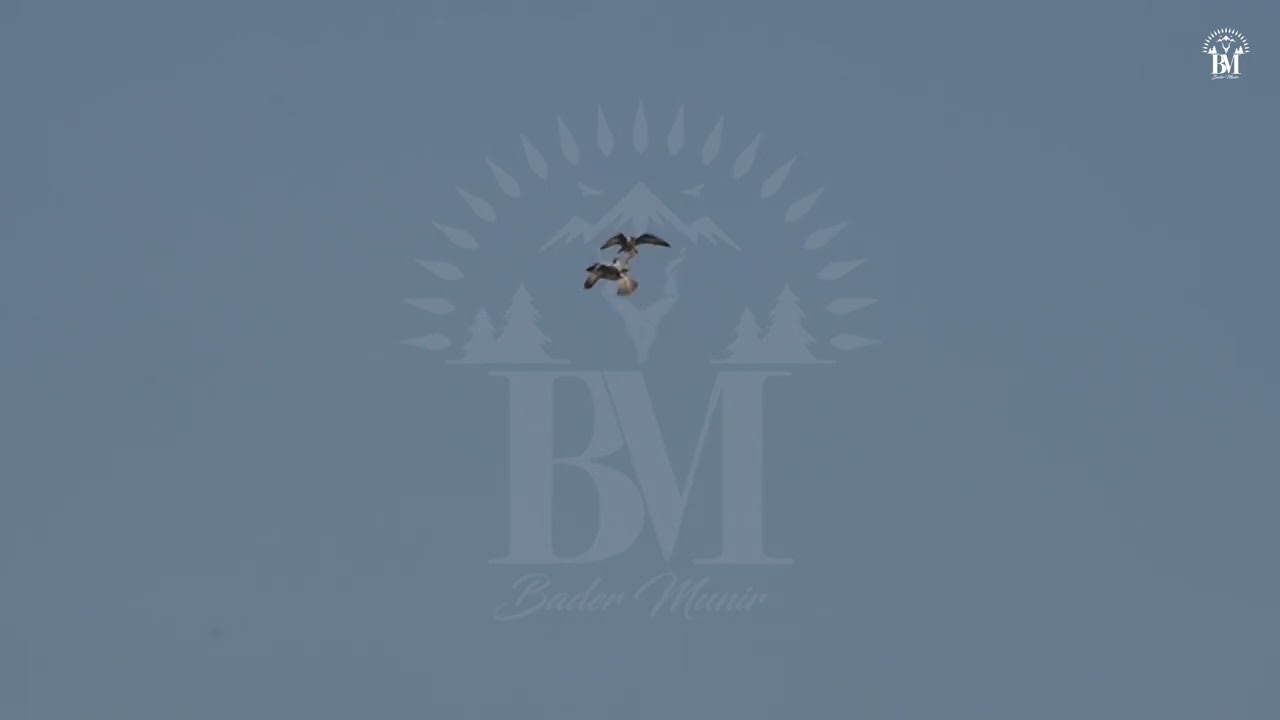 Celebrating world falconry day presenting jewel of the natural world Laggar falcon
