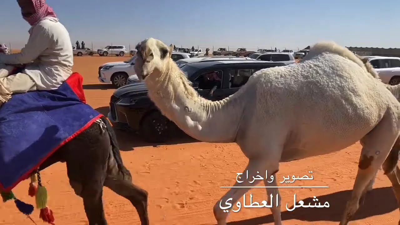 مسيرة فرديات عبدالمحسن البعيجان العتيبي