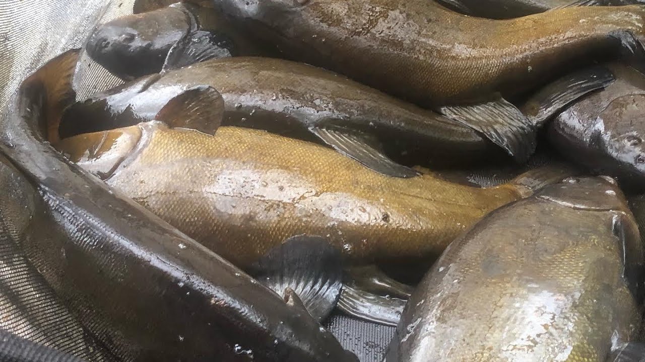 Tench Fishing in Ireland