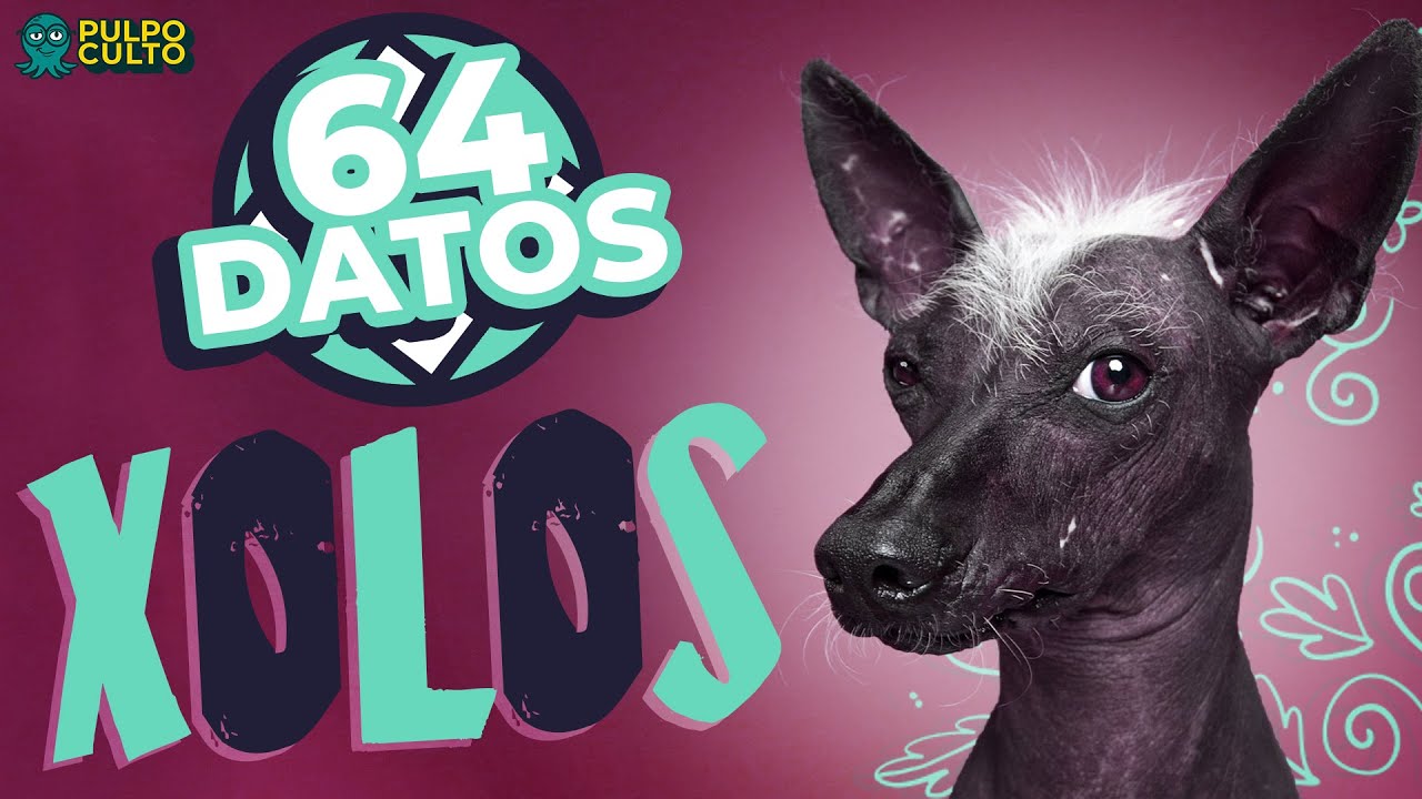 64 DATOS CURIOSOS sobre los PERROS XOLOS que debes CONOCER
