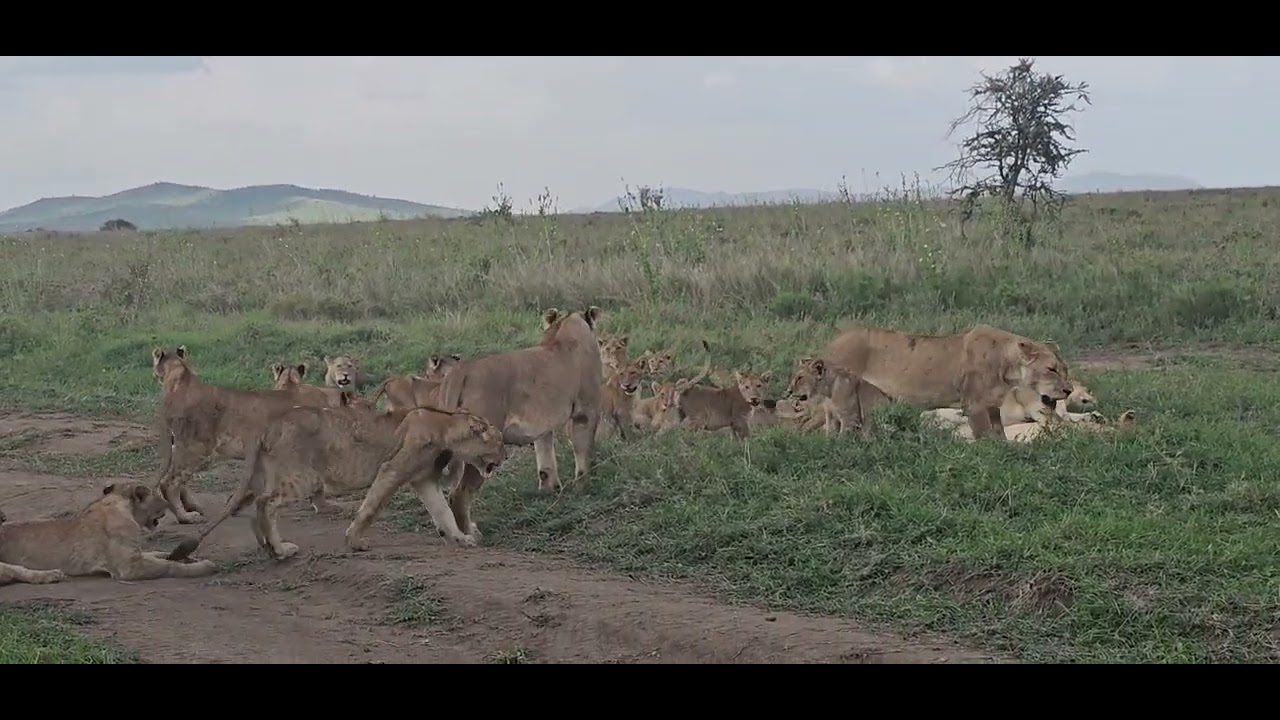 Lions live in social family groups known as prides, usually made of females,  cubs and adults 