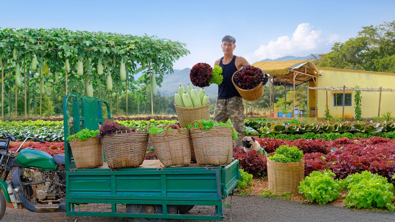 CEO Quits City Life to Harvest Green Lettuce, Purple Lettuce and Young Winter Melon in the Mountains
