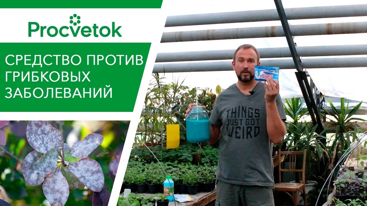 Медьсодержащие фунгициды - медный купорос, бордосская смесь, азофос. Обработка от мучнистой росы.