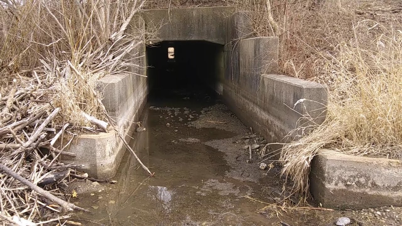 Exploring Swamp & Urban Forest Found Tunnel Hebble Creek Reserve