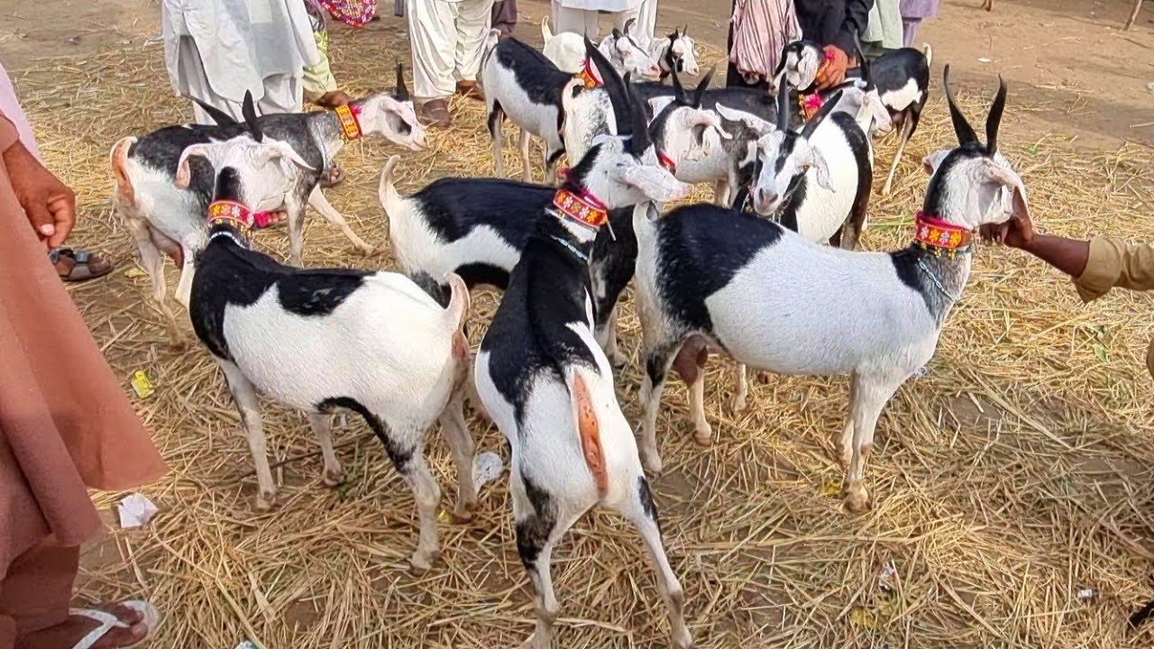 Ablak Tapri Goats 20 Years Old| @narejogoatfarm9487