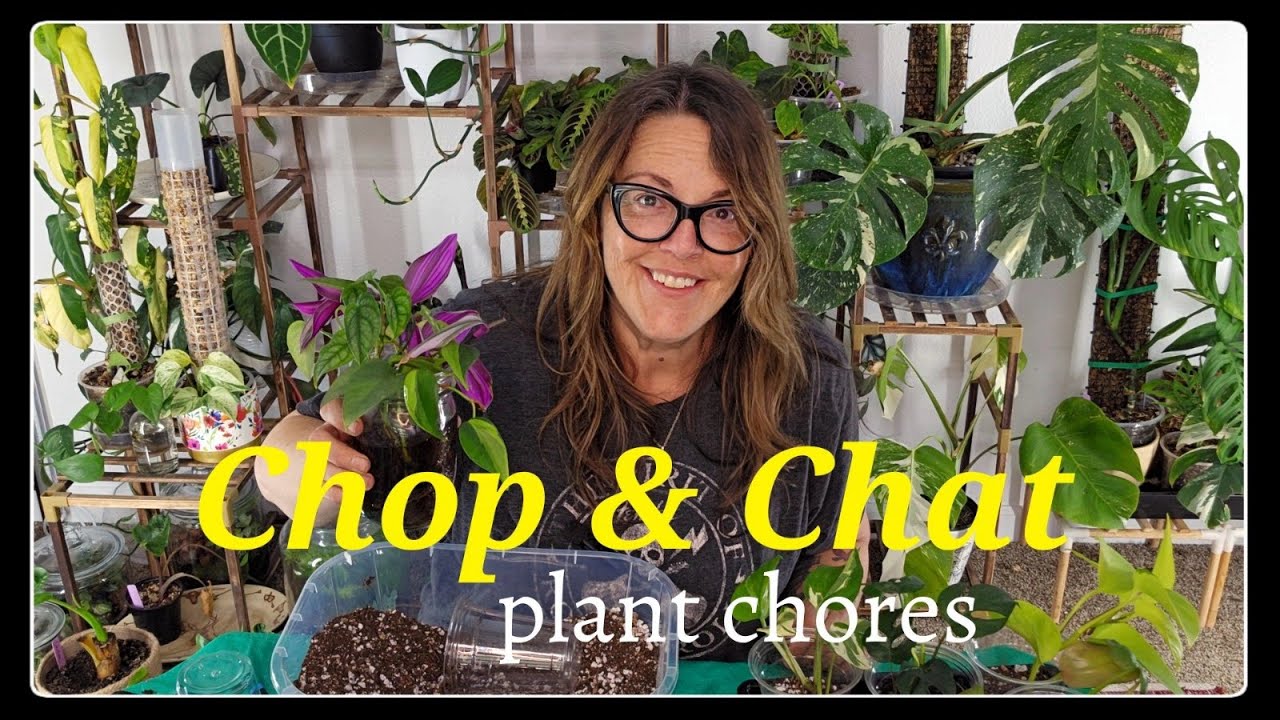 Chop & Chat | Plant Propagation, Catch-Ups & Chill Vibes