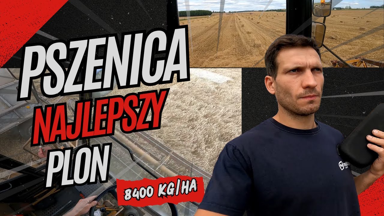 Kosimy pszenicę petardę na gnojowicy. Coraz bliżej końca żniw.  Fotel Grammer MSG 95 daje radę.