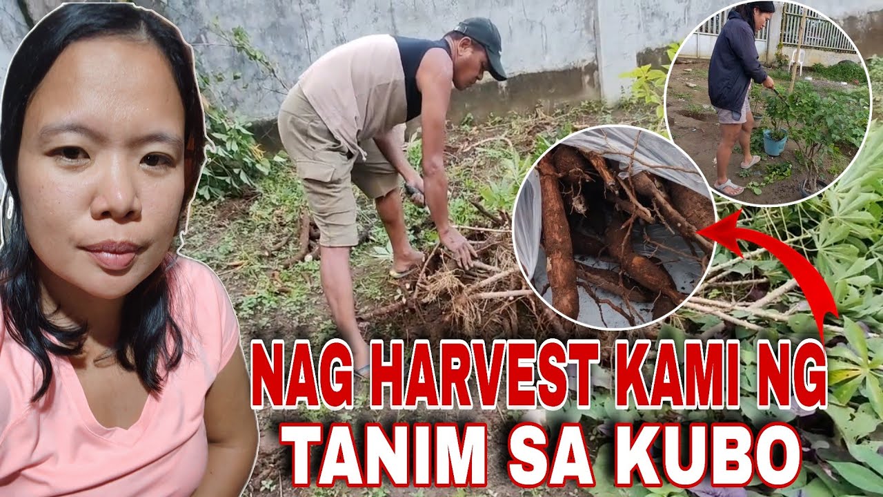 ⛔NAG HARVEST KAMI NI ALEX LIBRADA VLOG NG TANIM NAMIN SA KUBO 