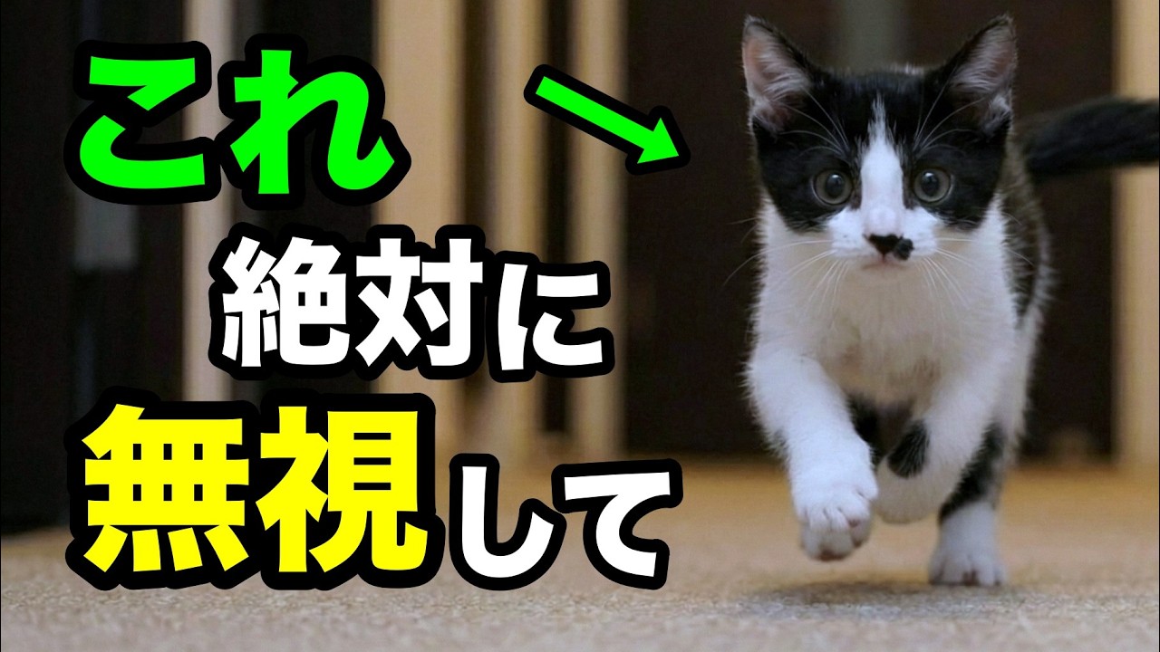 無視した方がイイ猫の行動12選を獣医師が解説します【2025年最新】