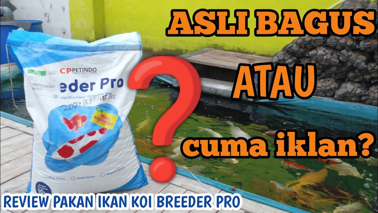 HARUS DICOBA ‼️Review pakan ikan koi breeder pro | penghobi koi indramayu | pecinta koi