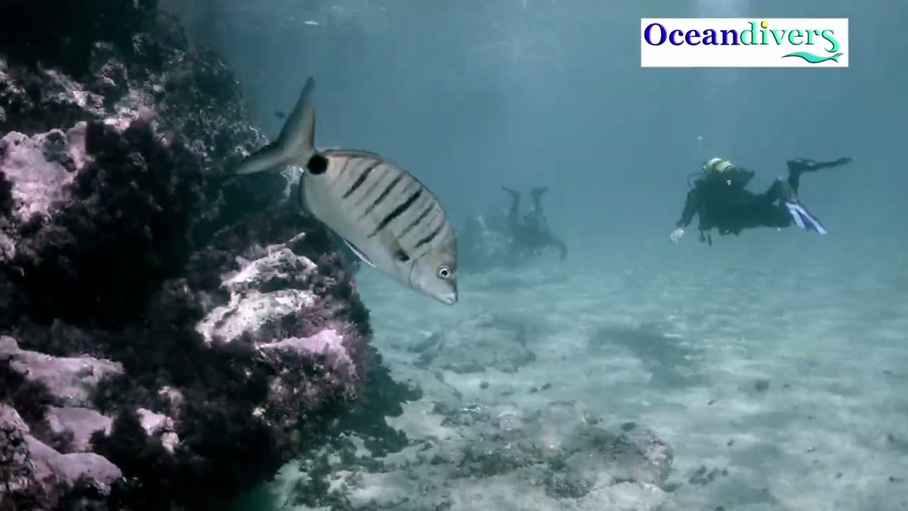 Oceandivers Trip to Lanzarote December 2024
